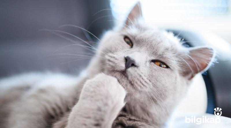 Kedilerde Mutluluk Dansı  Evcil Hayvanlar Kedi Bakımı